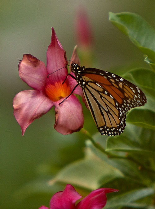 Monarch