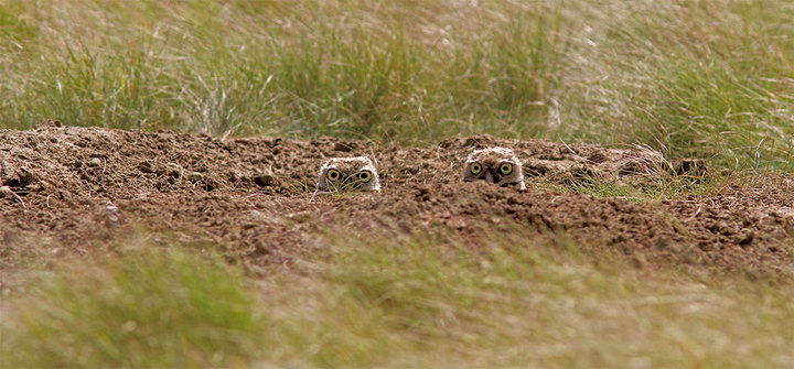 Juvenile-Burrowing Owls