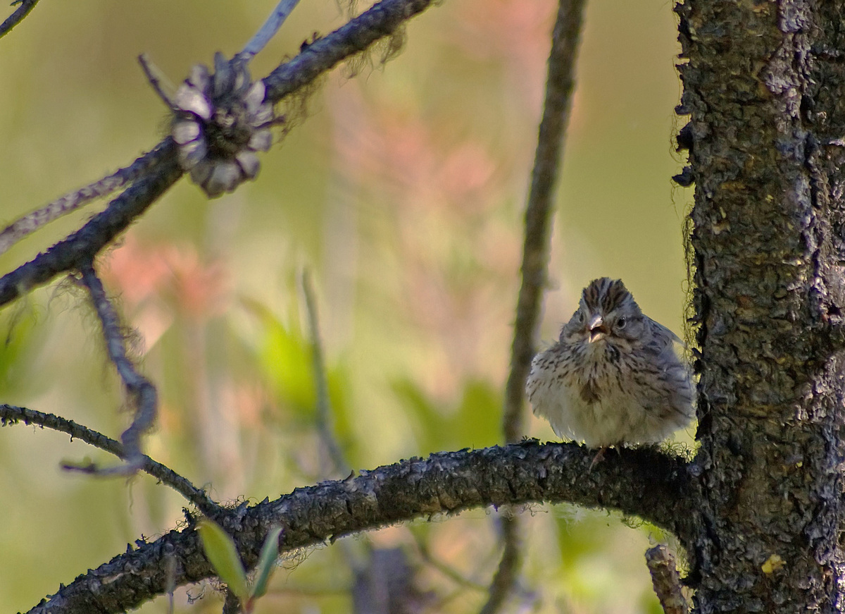 Song Sparrow with Repost