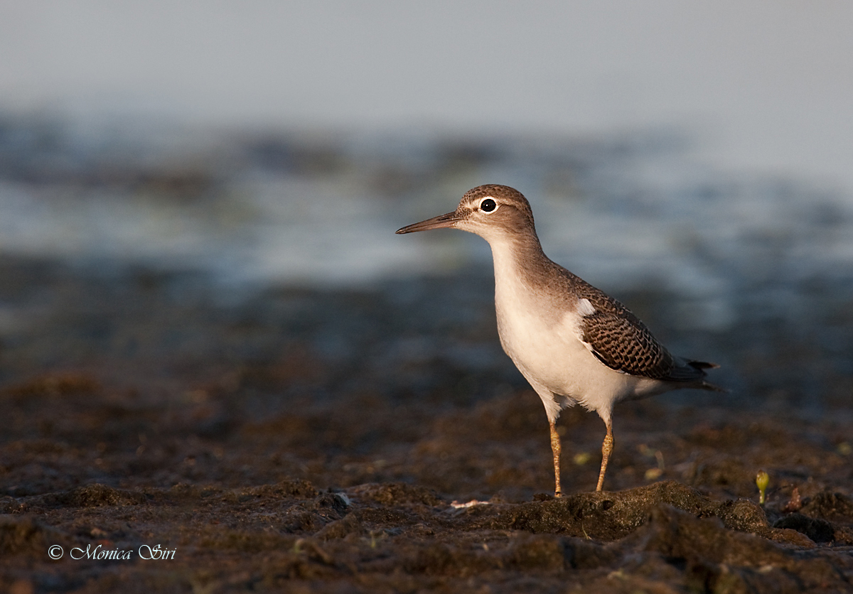 Sandpiper
