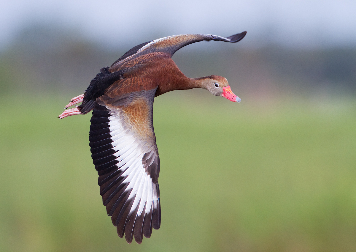 Black-bellied WD