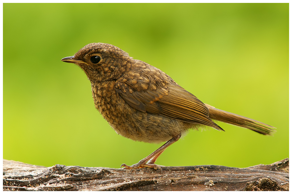 Young Robin