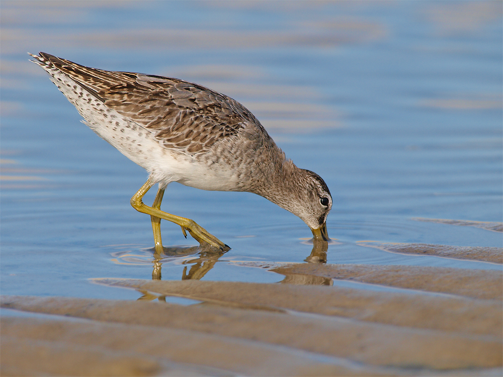 Short Billed Dowitcher