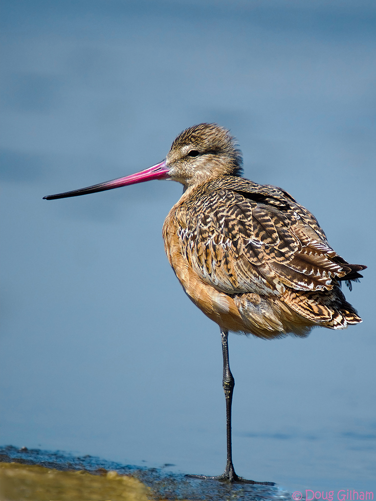 Marbled Godwit
