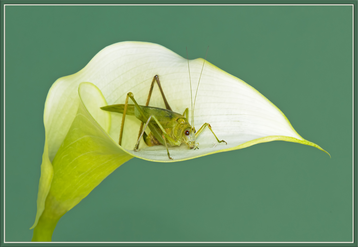 Katydid and Prey w/Re-post