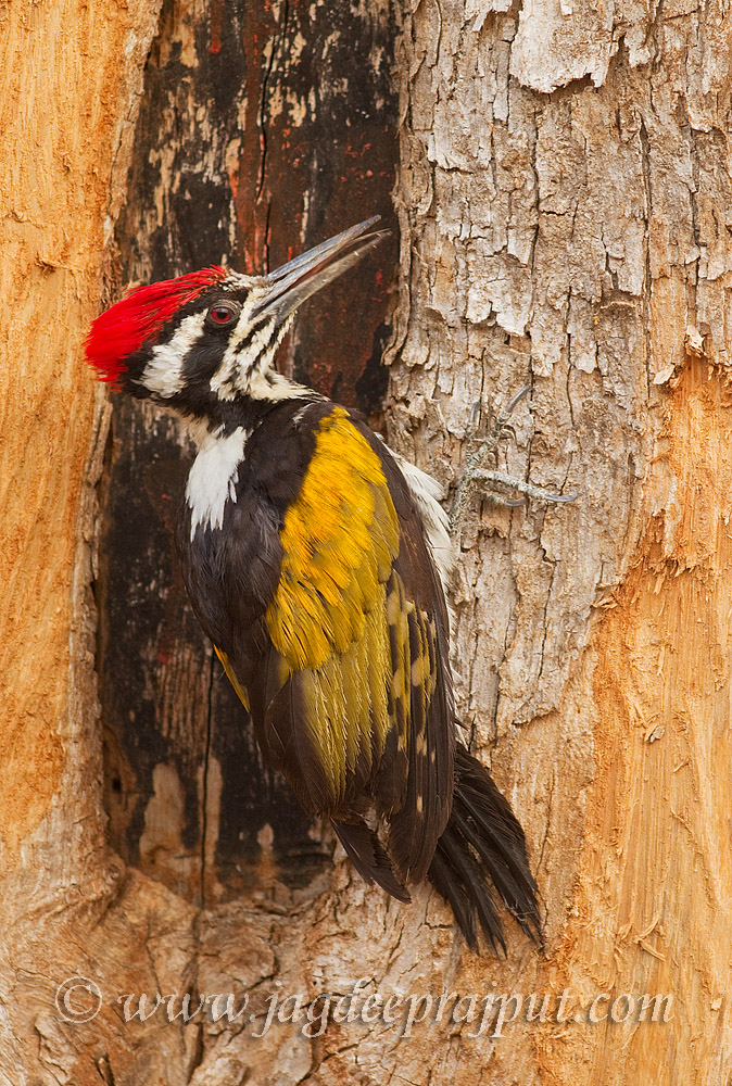 Greater Flameback Woodpe