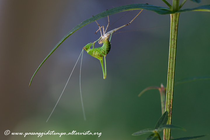 Cricket metamorphosis