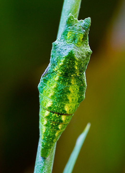 Chrysalis