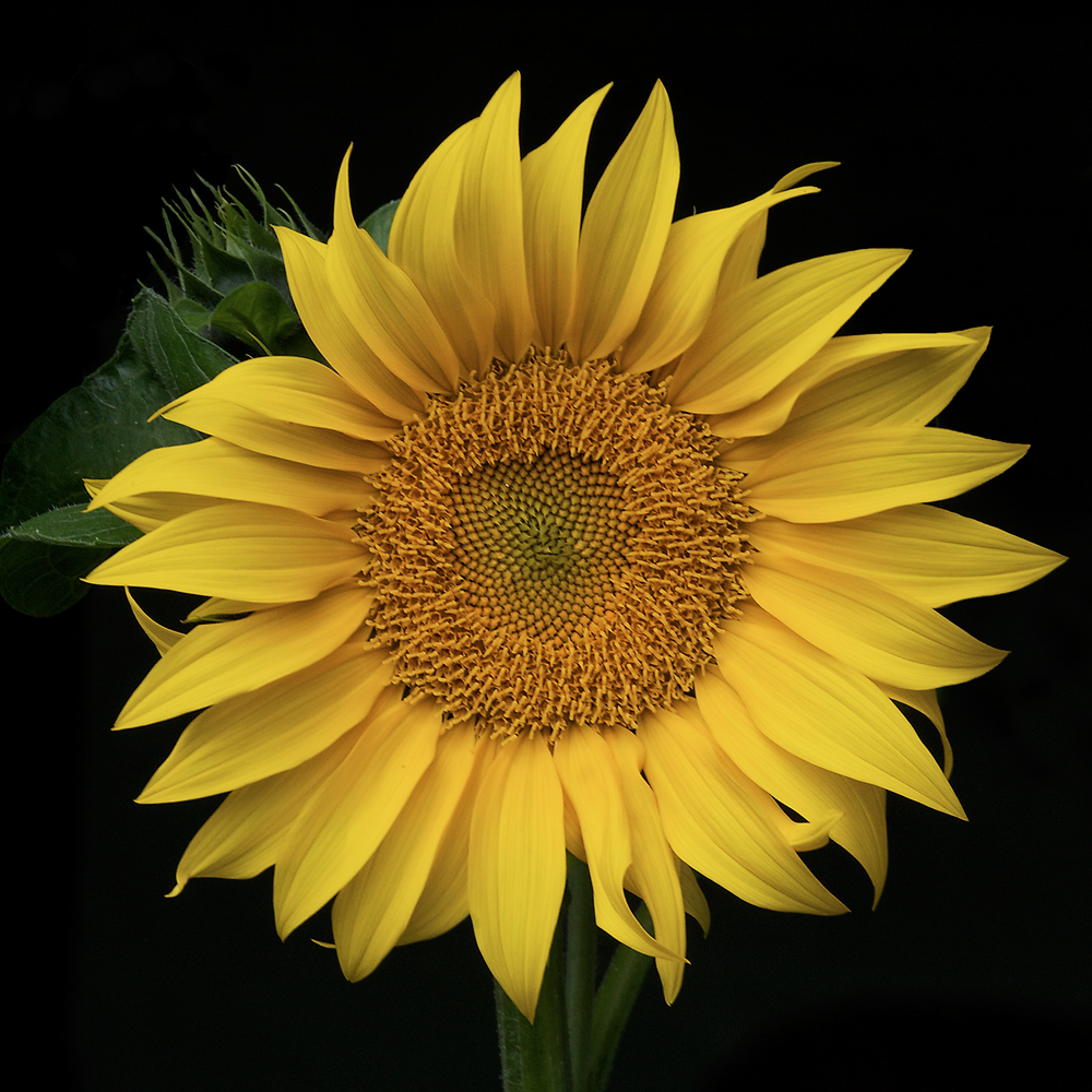 Sunflower II repost