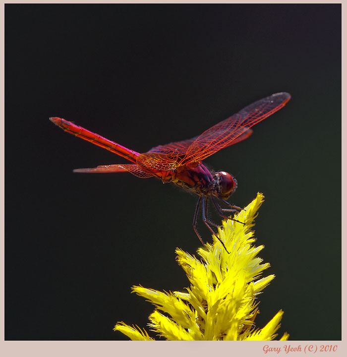 Red on yellow