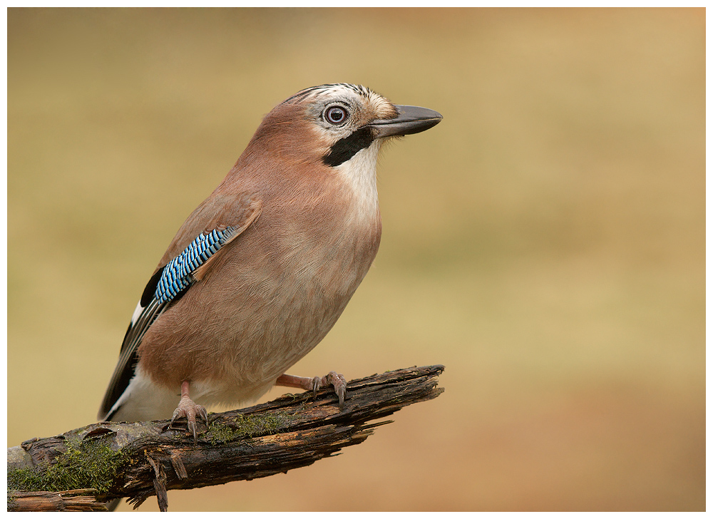 Jay