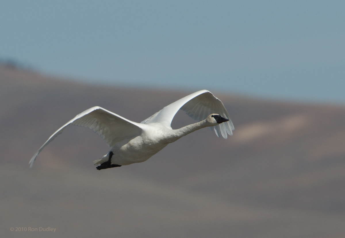 Trumpeter Swan