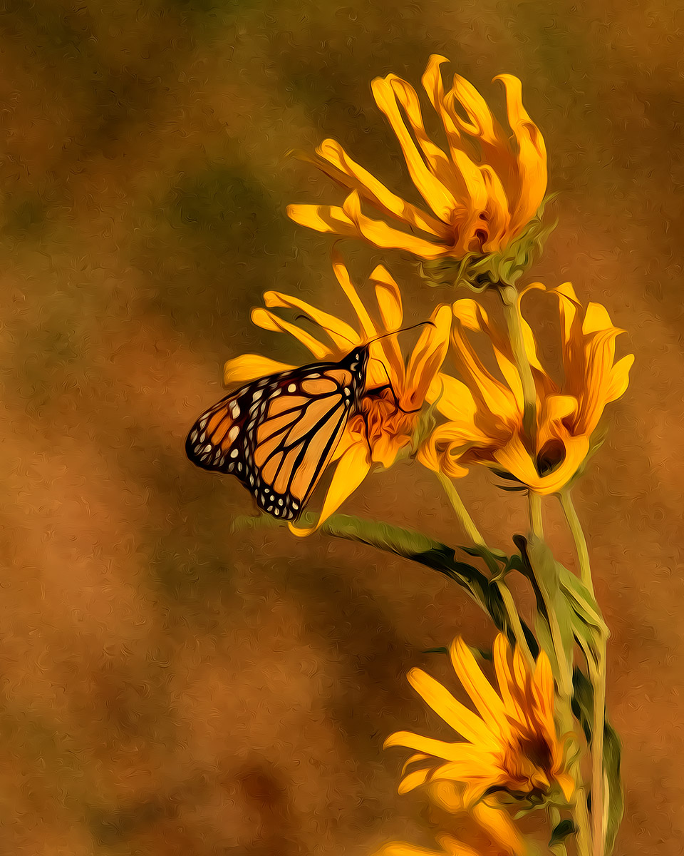 Sunflower and butterfly