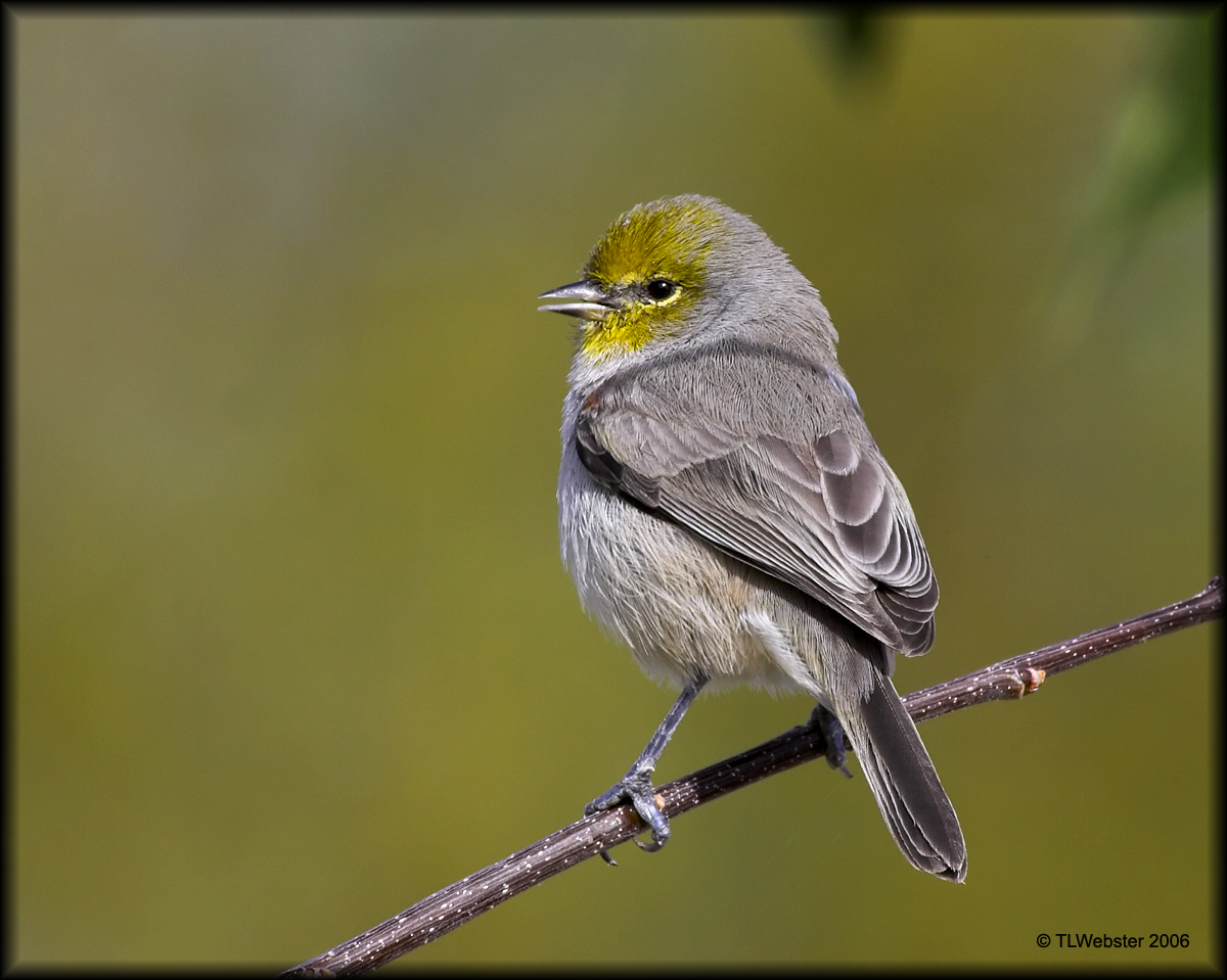 Verdin