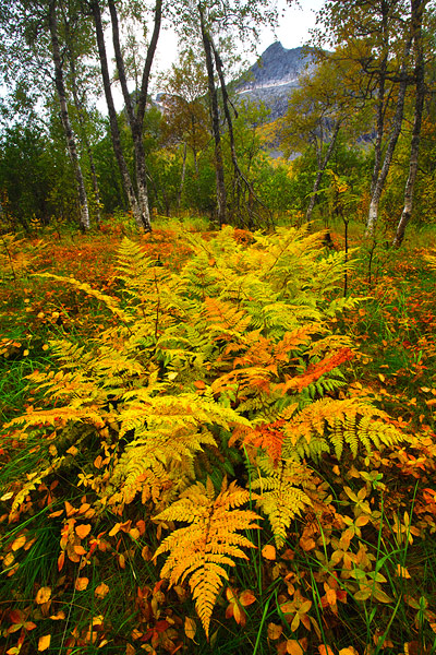 Autumn Fern