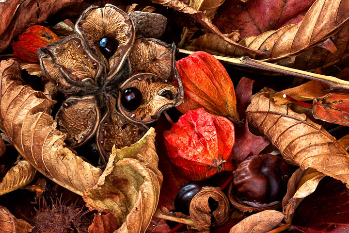 Fall Impression