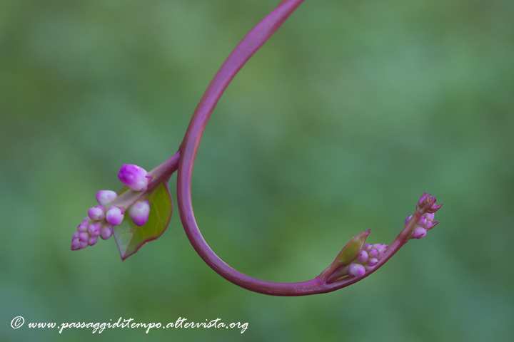 Pink blooms