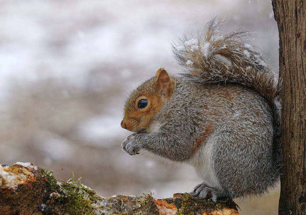 Squirrel in Snow