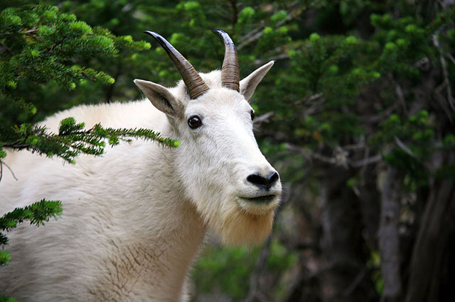 Mountain Goat