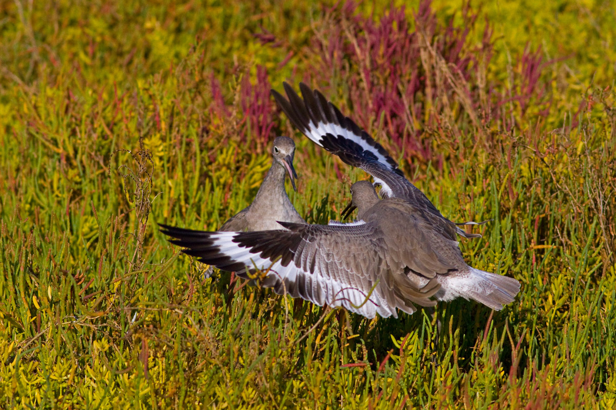 Fightin' Willets