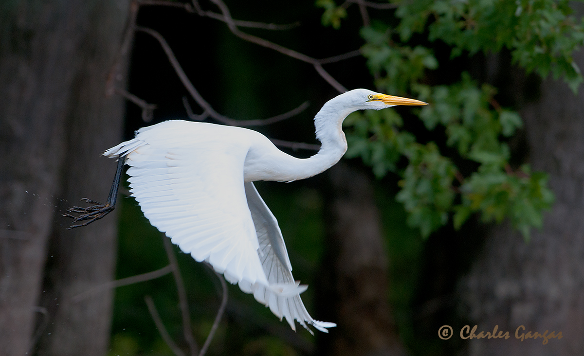Great Egret