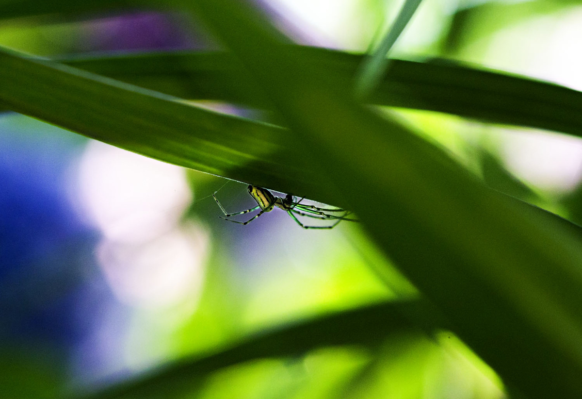 Inverted Spider
