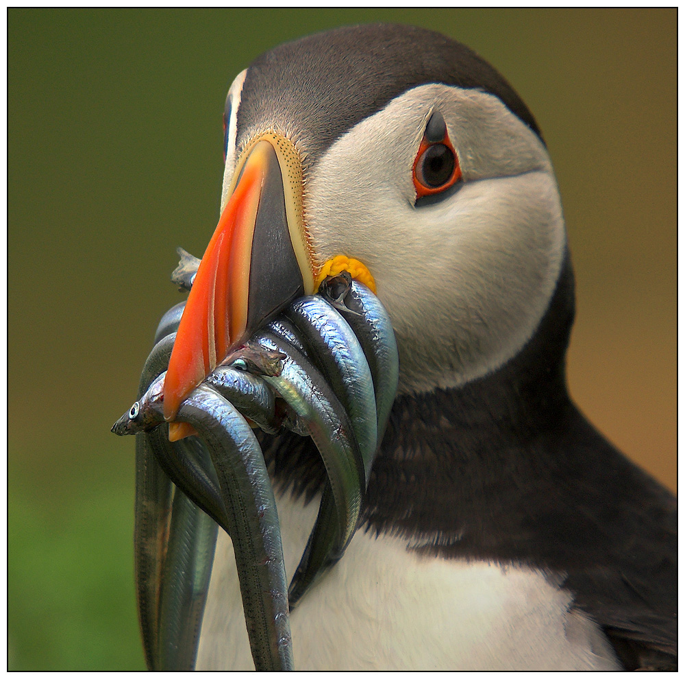 Puffin head shot