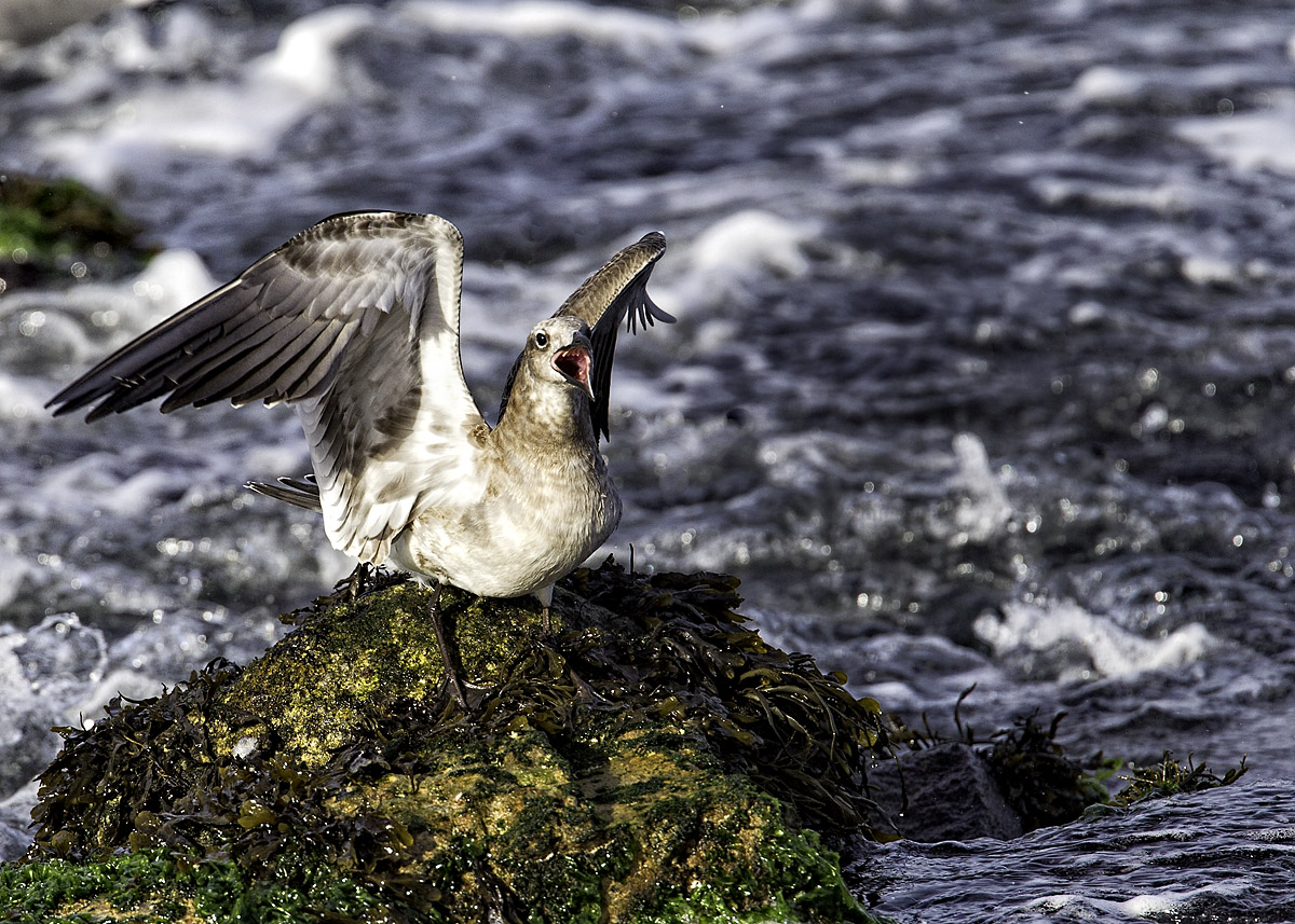 Immature Laughing Gull 