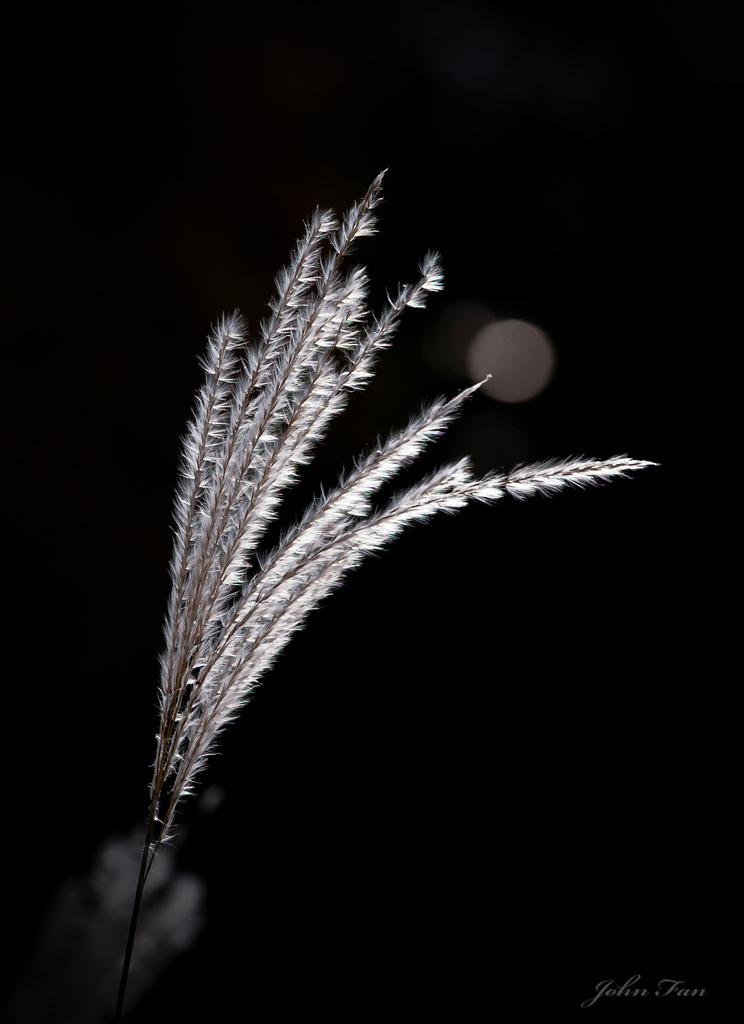 Dance with the Wind
