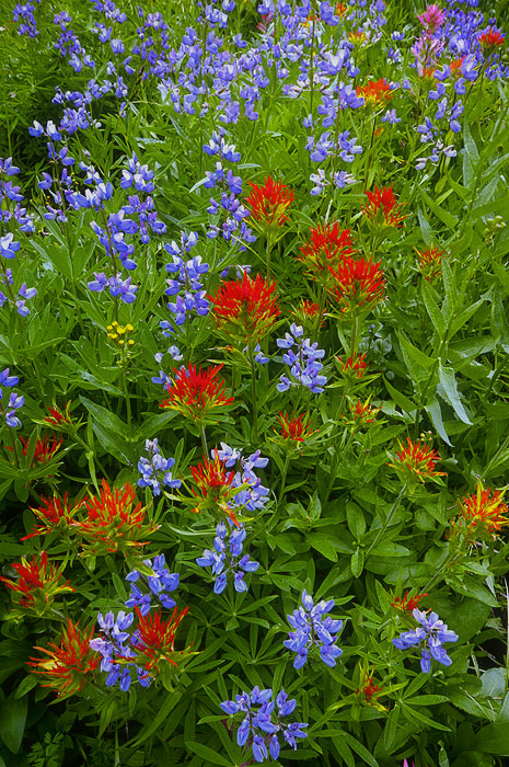 Painter's Meadow