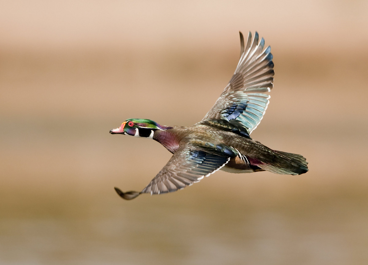 Male Wood duck