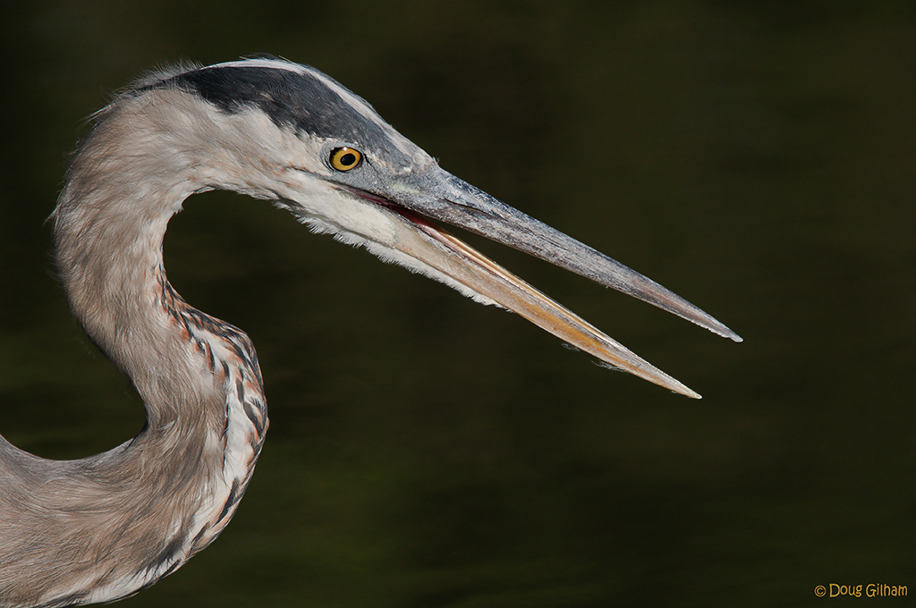 Young GBH Portrait