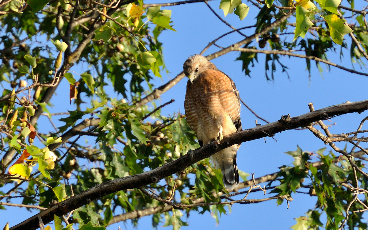 Red Shouldered Hawk