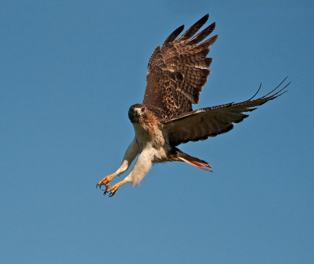 Red-tailed with repost