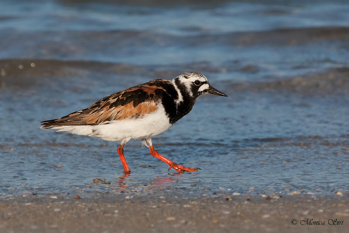 Ruddy Turnstone