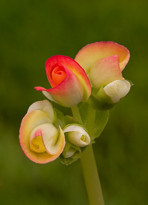 Young Begonia