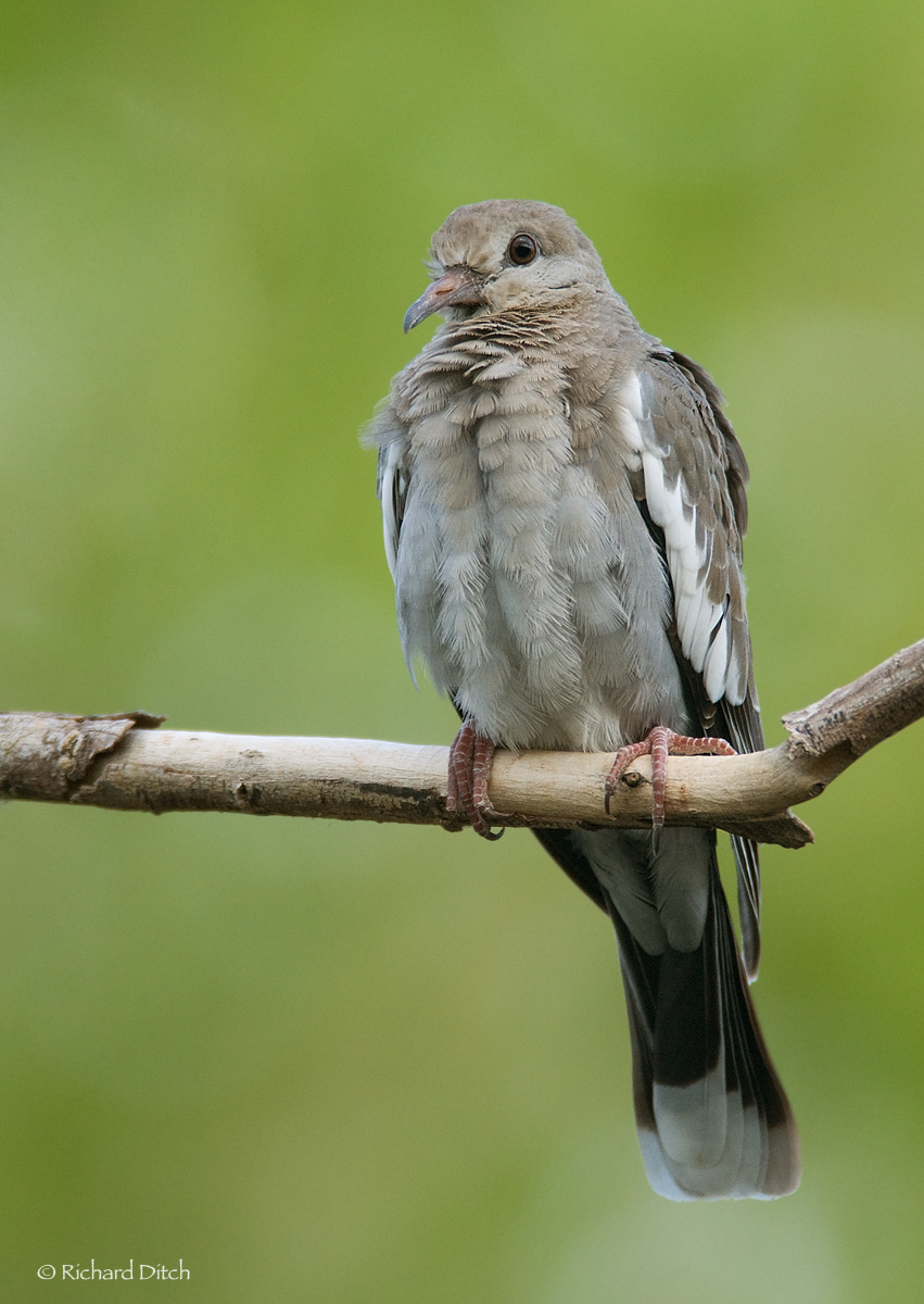 White-winged Dove