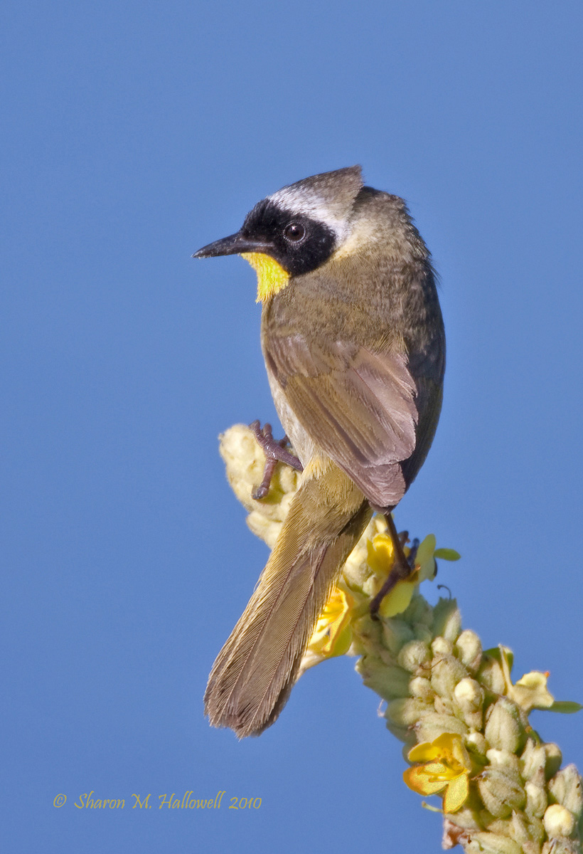 Yellowthroat