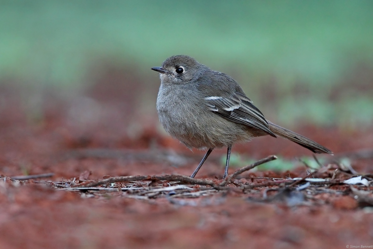 Southern Scrub-robin