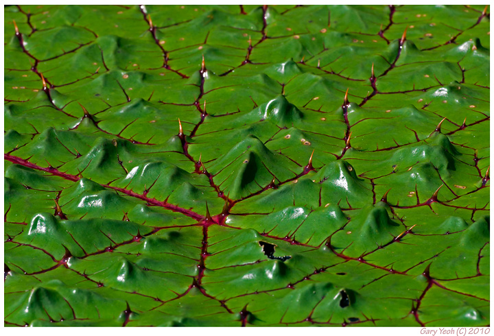 Lily pad topography