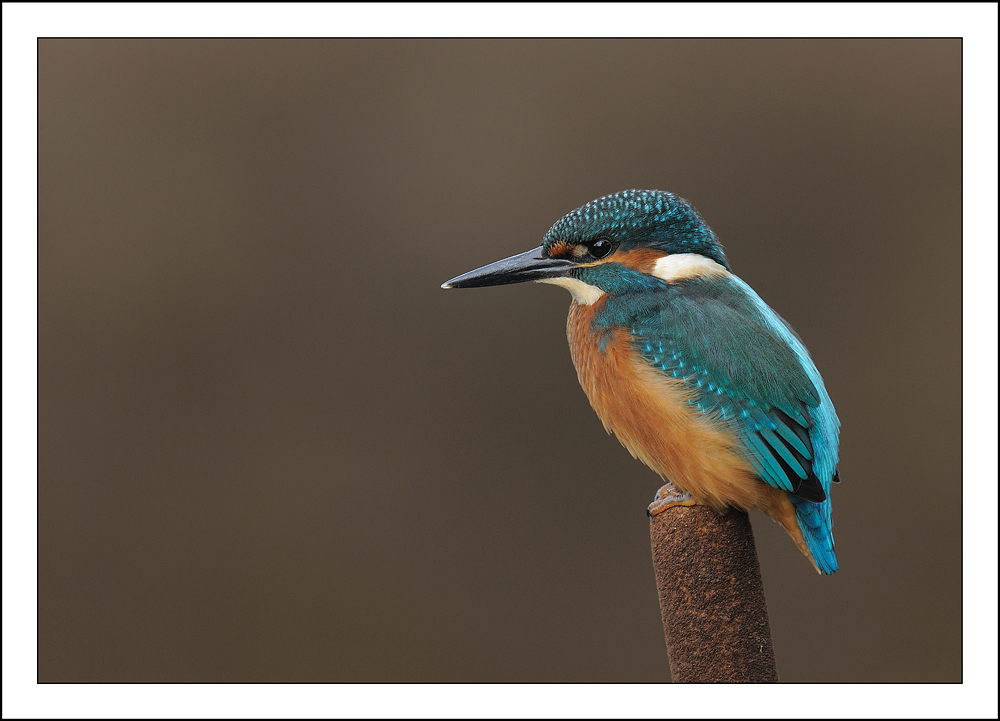 Kingfisher