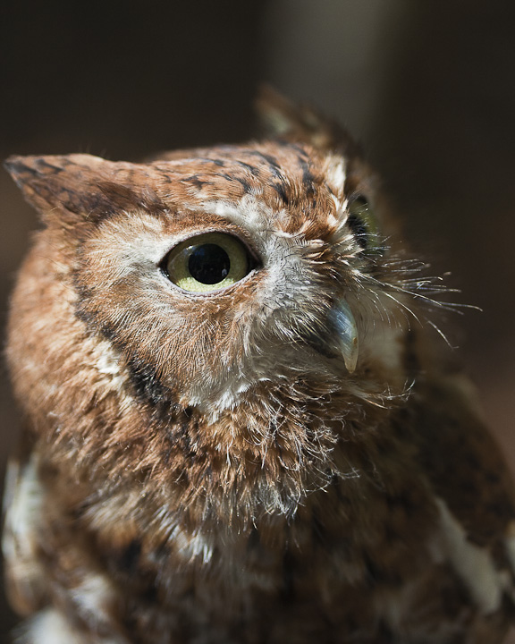 Screech Owl
