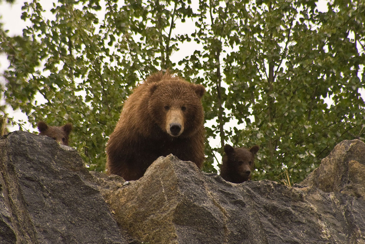 Grizzlies