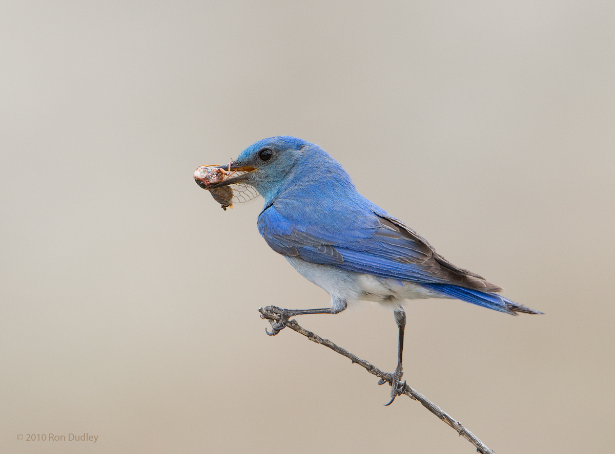 Mountain Bluebird