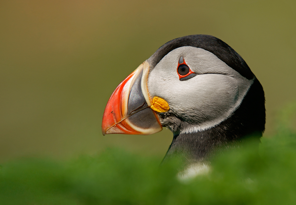 Mushy Puffin