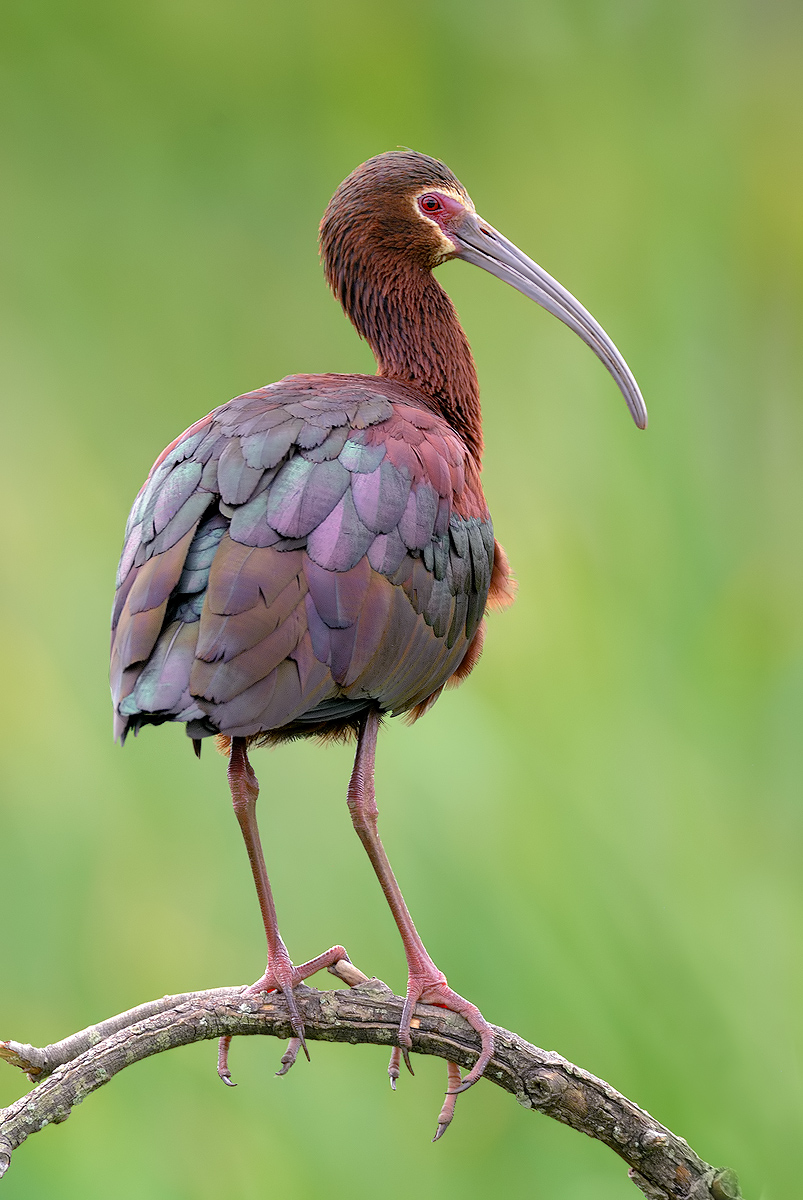 White-faced Ibis