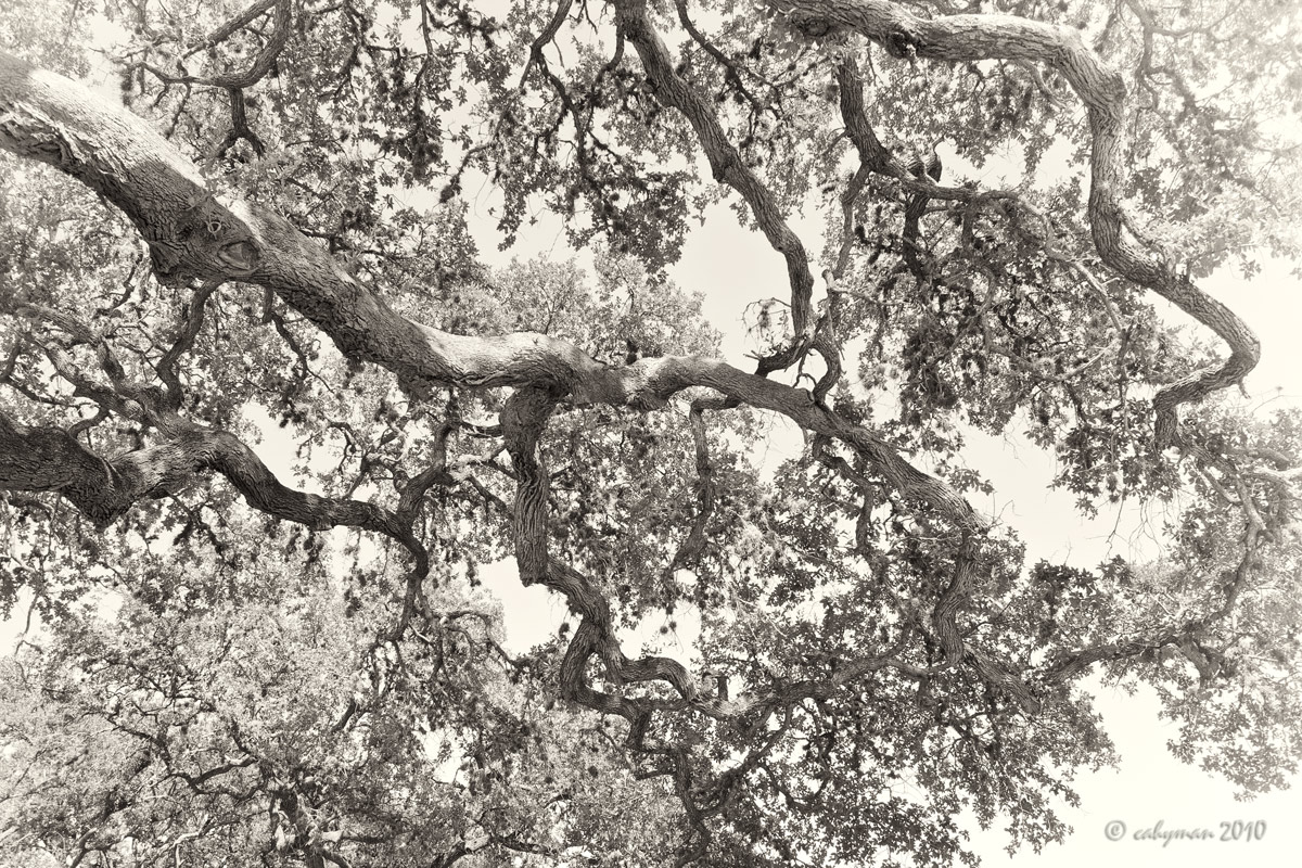 Intertwined