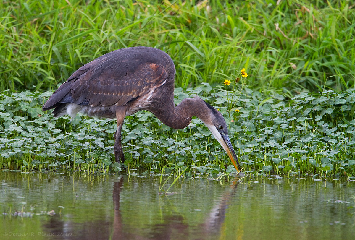 Great Blue Heron