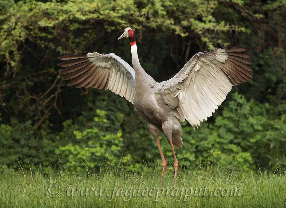 Indian Saras Crane