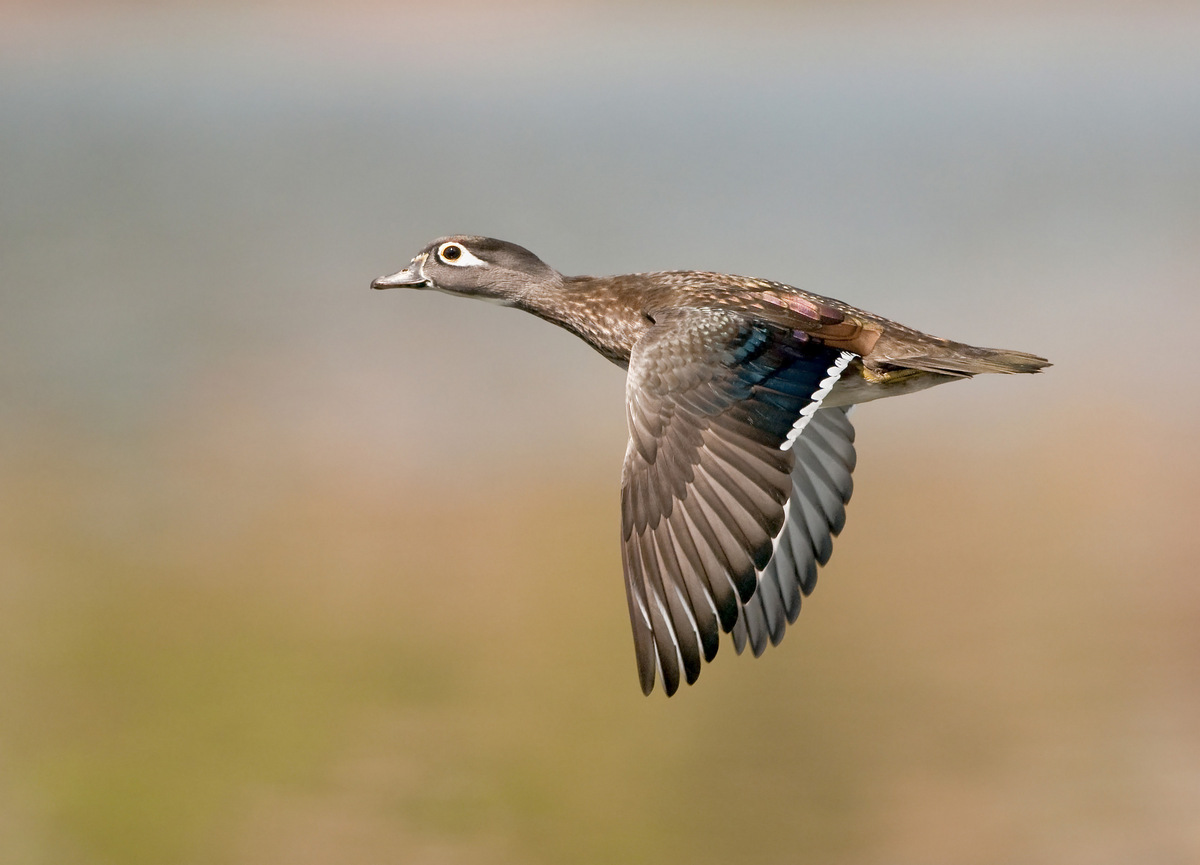Female Wood Duck